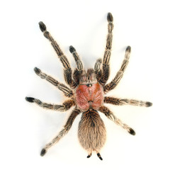 Chilean Rose Hair Tarantula (Grammostola rosea).