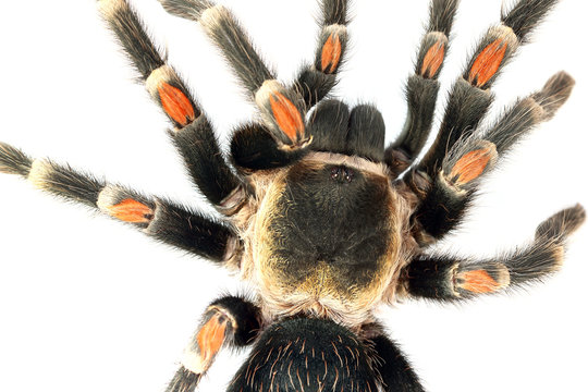 Red knee tarantula (Brachypelma auratum).