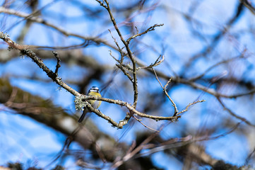 Bluetit