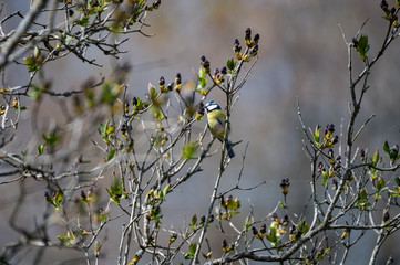 Bluetit