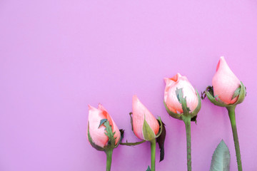 Obraz premium Picture of pink rose on pink background