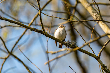 European pied flycatcher