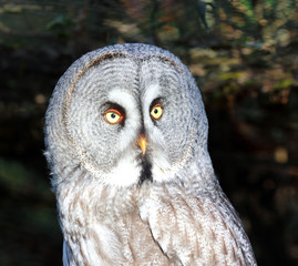 Great grey owl (Strix nebulosa)