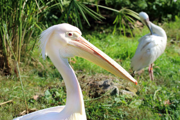 Great White Pelican (Pelecanus onocrotalus).