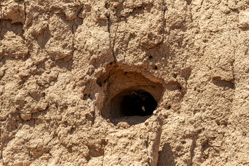 Minks nest from birds swiftly on vertical sandy shore. Bird's nests are like burrows dug in loose earth. Swift nest on high sandy shore.  Holes of birds located in the wall of sandy landslide rock