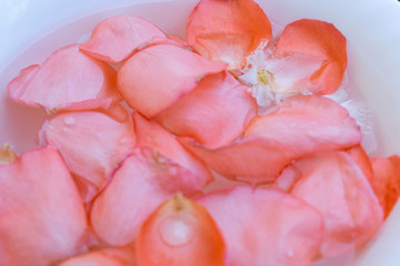 Picture of pink rose petals in water background