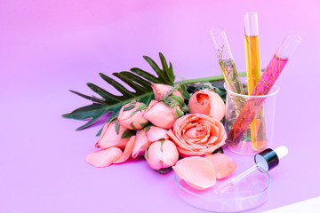 Essential oil, Rose flower, Rose perfume on white background, spa aromatherapy