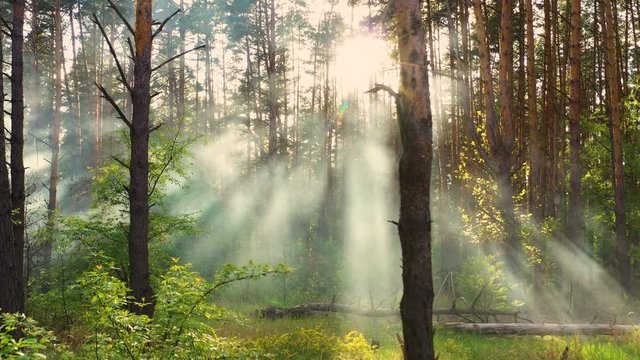 Mystical radiance in the forest, slow flight of the drone, rays of the sun make their way through the fog.