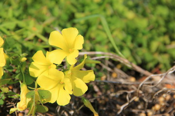 カタバミの黄色い花