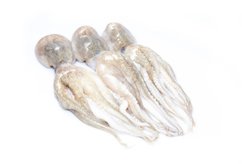Fresh squid from the sea, isolated on white background.