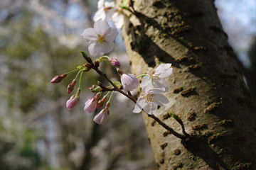 木陰で咲く桜