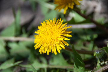 yellow dandelion flower
