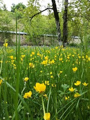 Obraz premium Spring in the park