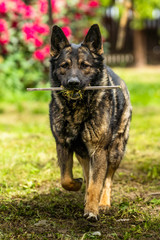 German Shepherd is a German dog breed, one of the most widely used in the world and also the most widely used service breed
