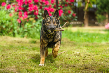 German Shepherd is a German dog breed, one of the most widely used in the world and also the most widely used service breed