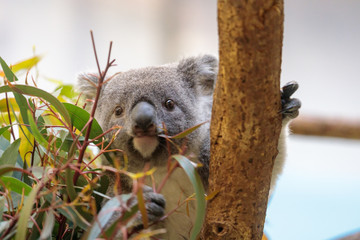 コアラ, Koala