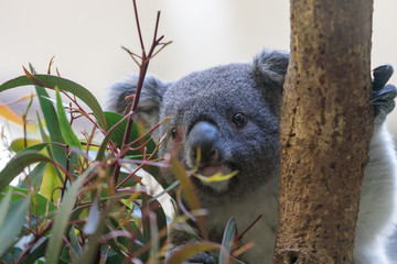 コアラ, Koala