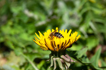 bee on yellow flower