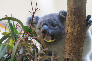 コアラ, Koala