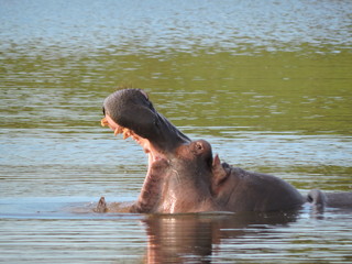 Hippo Yawn