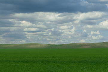 Fototapeta premium Picturesque spring landscape with green fields, blue sky and white clouds. Beautiful spring nature background