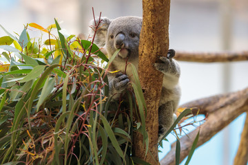 コアラ, Koala