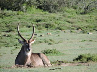 Waterbuck in the Savannah