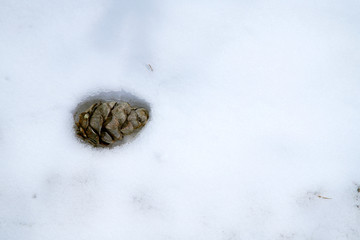 雪にうずまる松ぼっくり