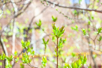 fresh green leaves from bud close up and facade of apartment house on background on sunny spring day (focus on the twig on foreground)