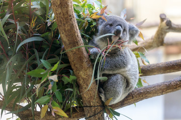 コアラ, Koala