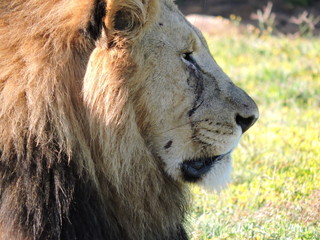 Old Male Lion
