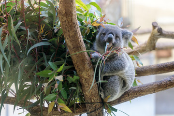 コアラ, Koala