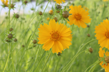 경남 산청 강 옆에 핀 꽃
