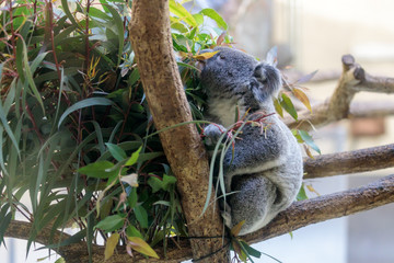 コアラ, Koala