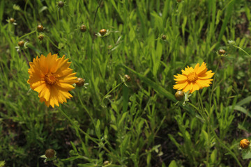경남 산청 강 옆에 핀 꽃