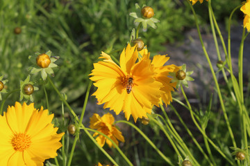 경남 산청 강 옆에 핀 꽃