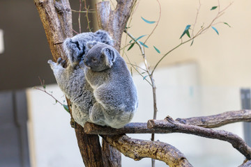 コアラ, Koala