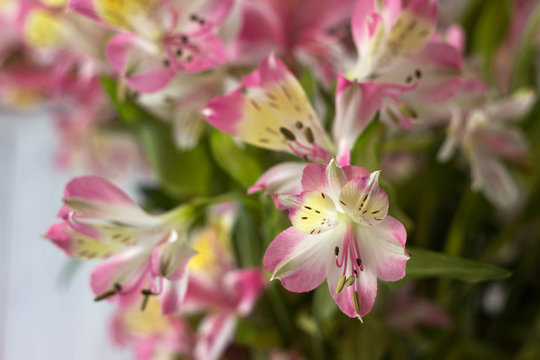 Bouquet from Alstremeria, gently pink flowers of Peruvian lily. Flowers for the holiday, white background
