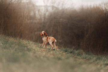 bracco italiano puppy standing on a field