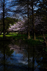 japan sakura　：服部緑地・桜の咲く風景