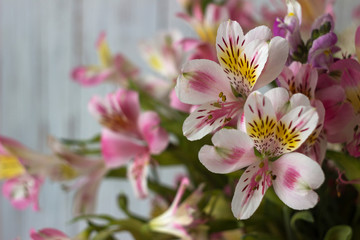 Bouquet from Alstremeria, gently pink flowers of Peruvian lily. Flowers for the holiday, white background