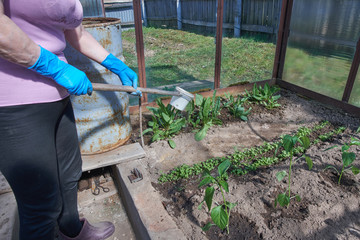 Farmer watering seedlings in the greenhouse. Care of plants in the garden.