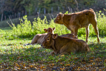 Troupeau de vaches dans une prairie