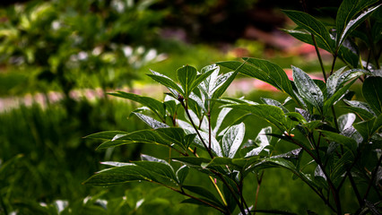 
Peony bush with unblown bud in spring rain