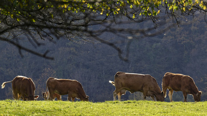 Troupeau de vaches en automne