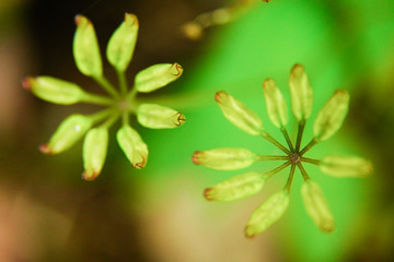 新芽