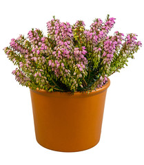 Isolated potted winter-flowering heather plant