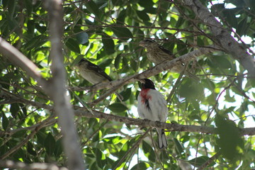 curioso pájaro rojo con pecho rojo 