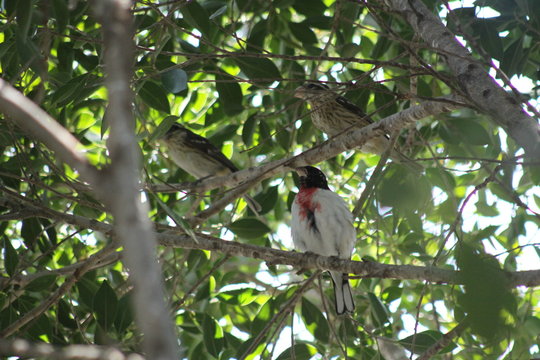 curioso p&aacute;jaro rojo con pecho rojo 