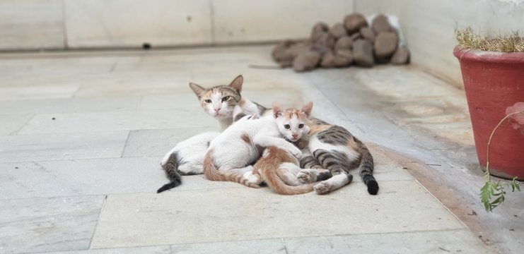 Mother cat with her kittens. #nofilter